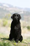 LABRADOR 1015